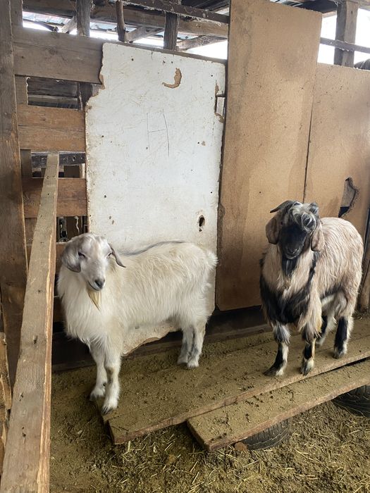 Баран коза козлы