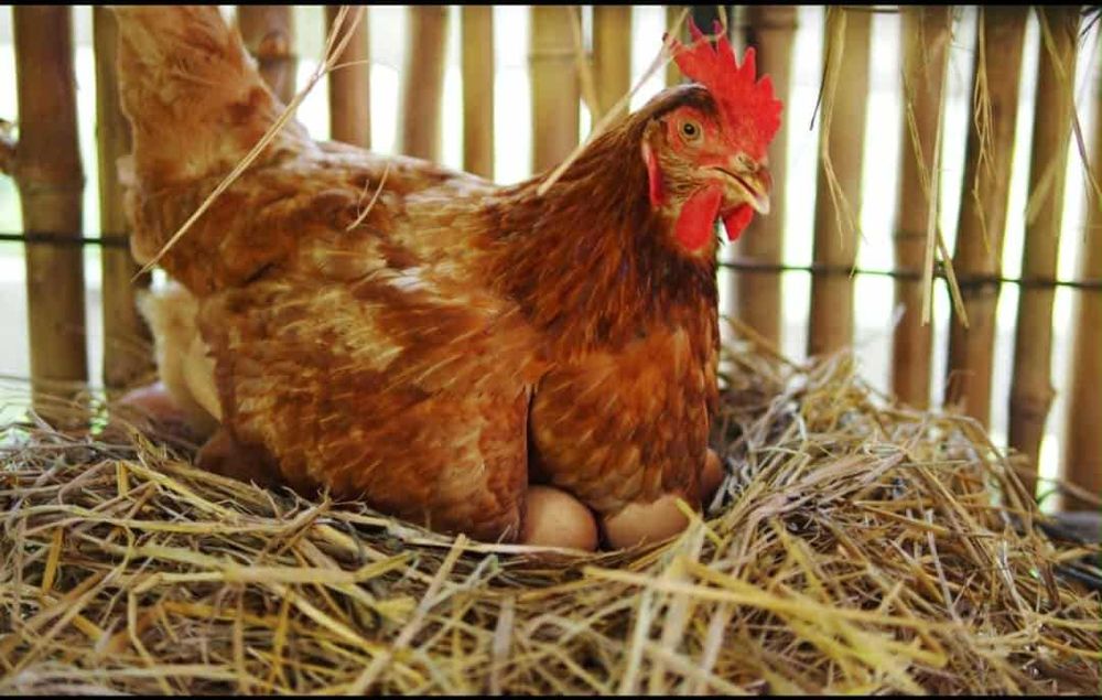 КоКошки носачки  за  яйца