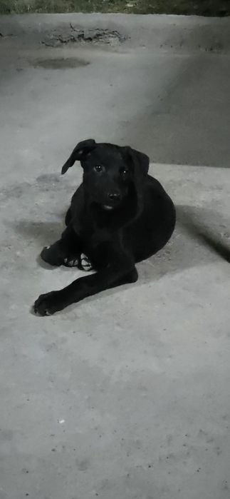 Продам щенки доберман 1 девочки и 3 мальчик девочки остались 2 месячны