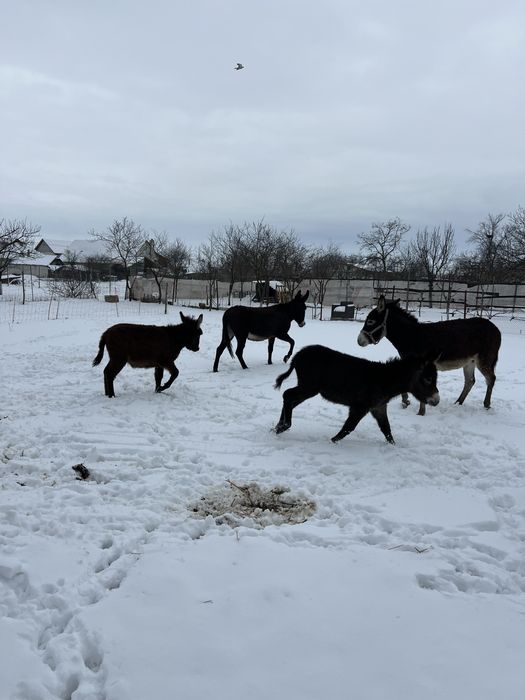 Vand 2 magarite cu pui