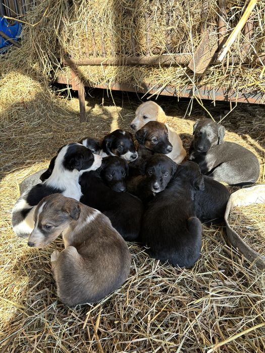 Щенки тазы . Тазы