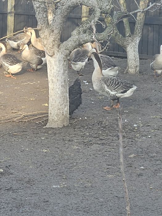 Gâscani africani