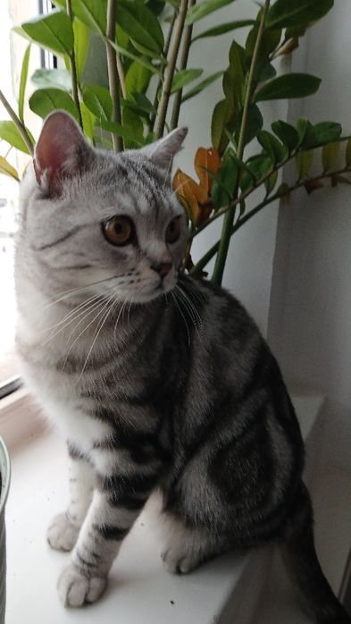 Отдам в добрые руки