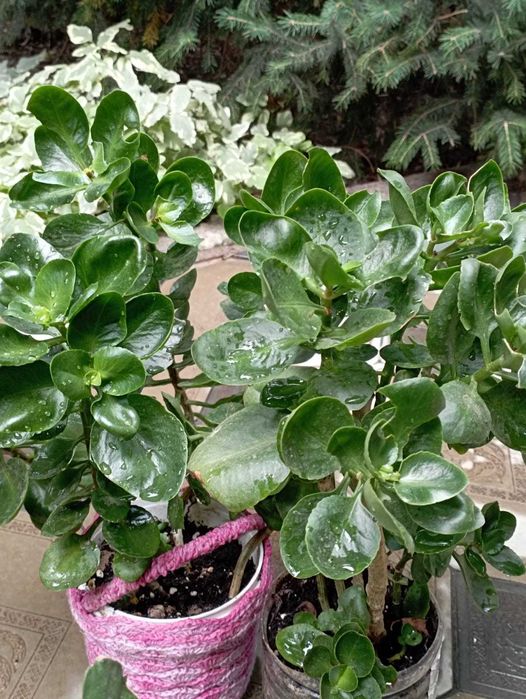 Комнатный цветок Каланхоэ