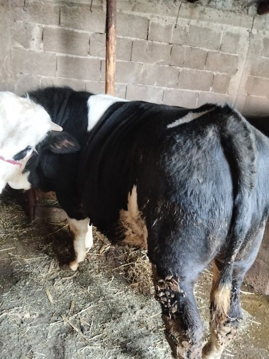 Vând taur bălțat german