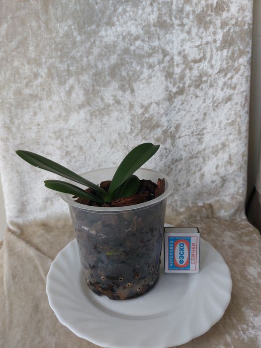 Орхидея ( Фаленопсис )