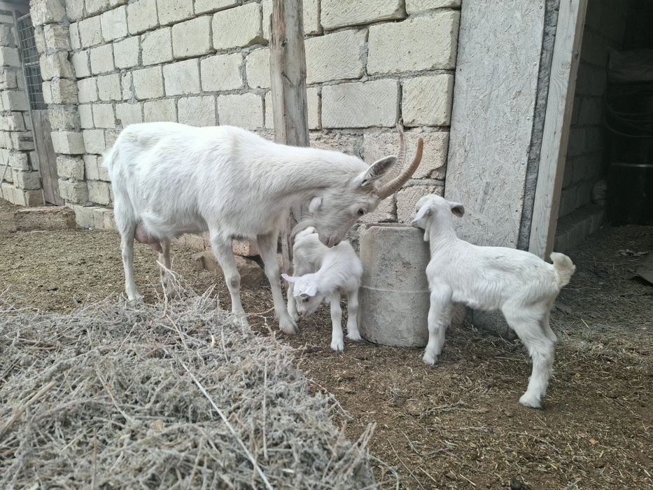 Егіз лақты ешкі сат