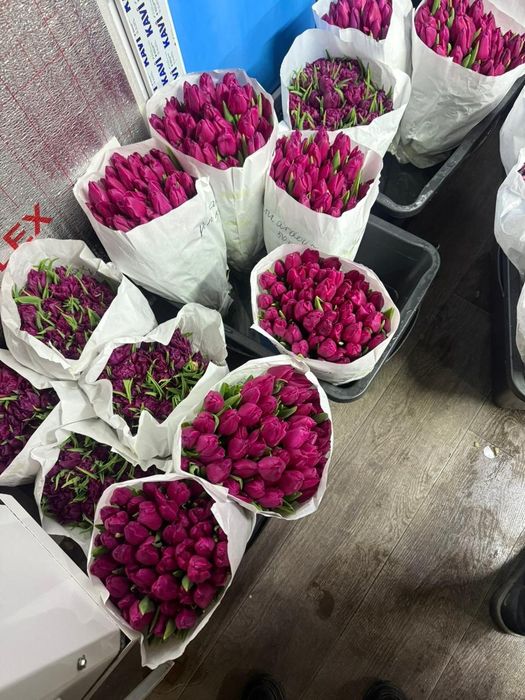 Оптом тьюлпаны всех сортов