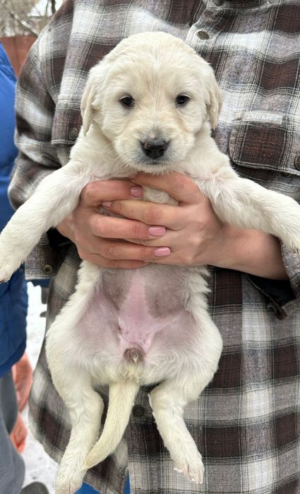 Отдам даром щенка