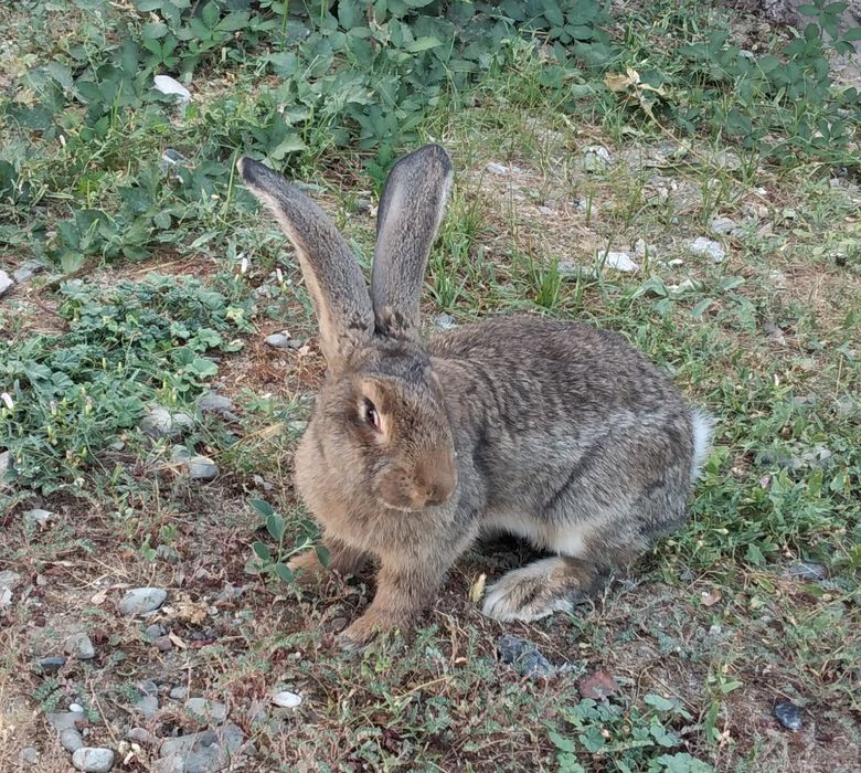 Куенлар сотилади