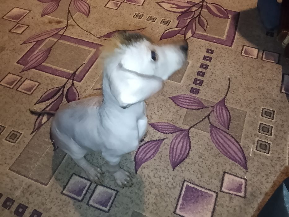 Срочно продам собачку