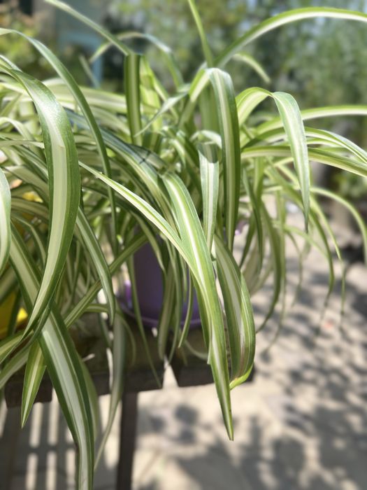 Цветы комнатные хлорофитумм. Сэт в 3 горшка.