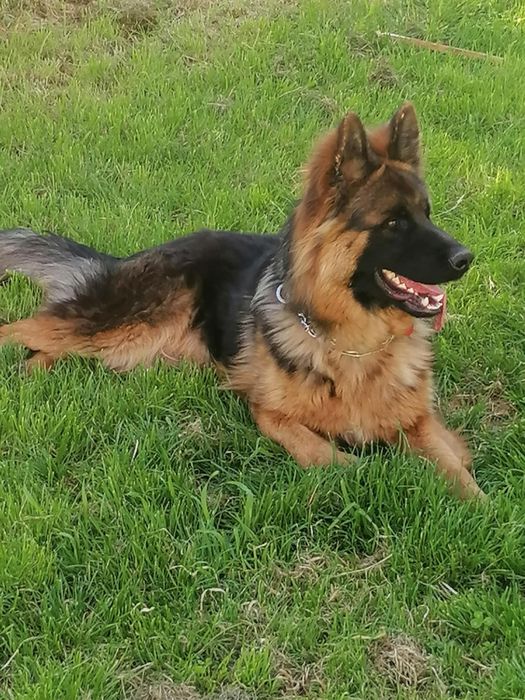 СПЕШНО Мъжка немска овчарка с родословие