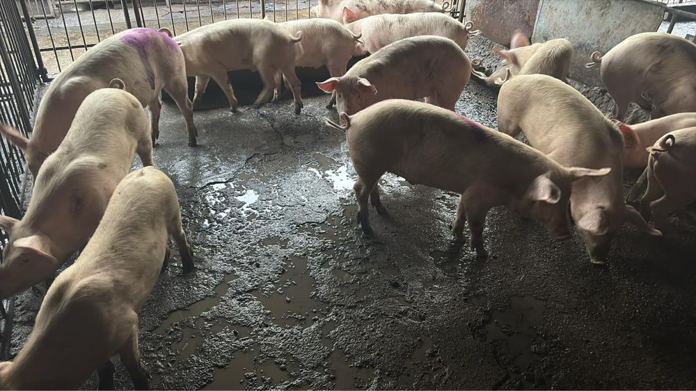 Продаваме малки прасета
