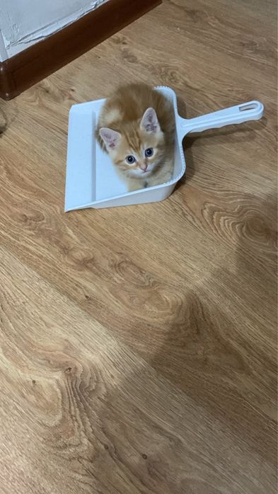 Шотландский котенок