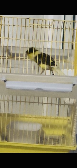 Canari Timbrado mascul