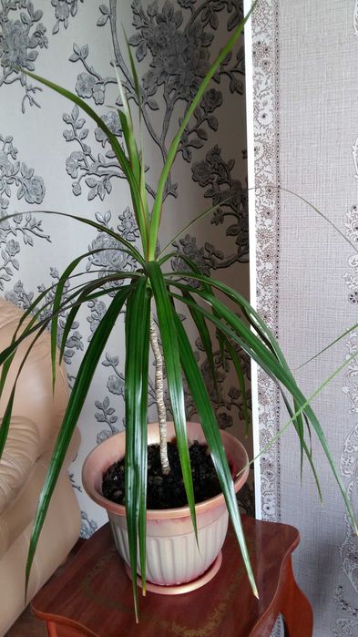 Красивые комнатные цветы