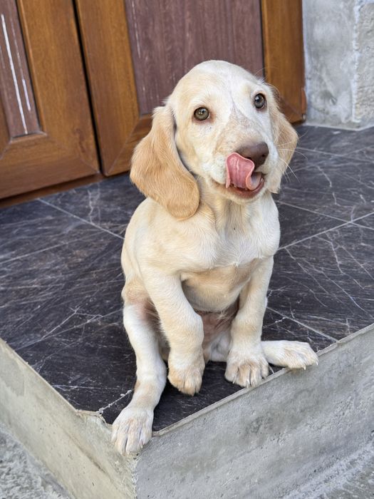 Собачка Щенок спаниеля