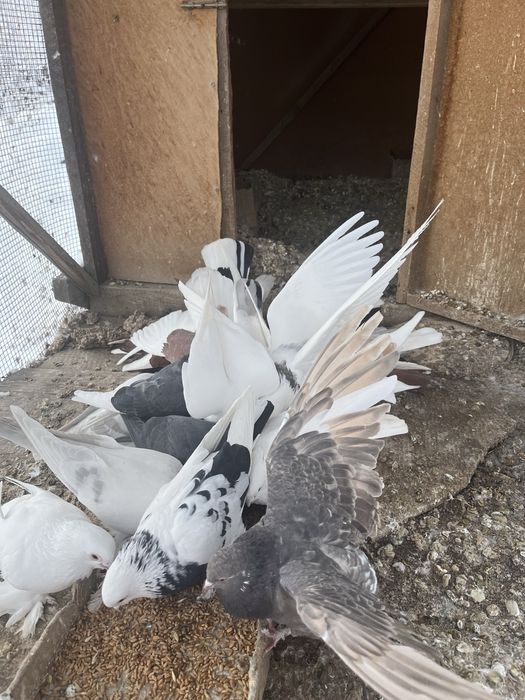 Продам голубей, всех сразу