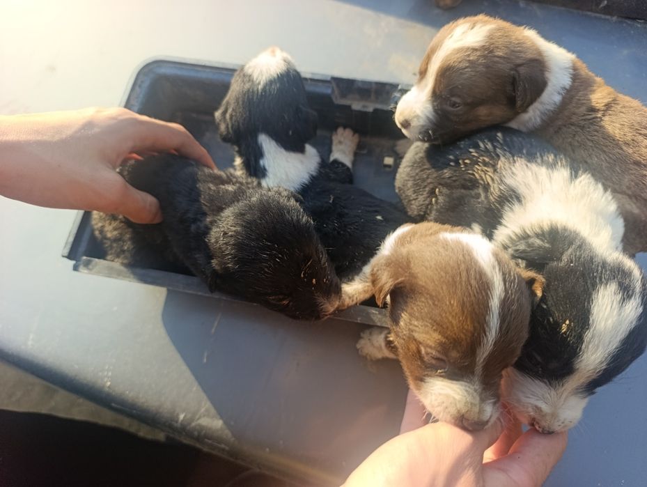 Күшіктер сатылады