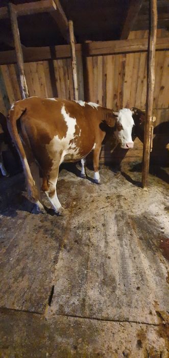 Vaca,baltata  românească de vanzare
