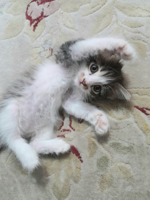 Котёнок  девочка