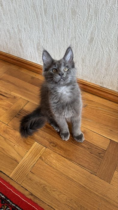 Продается кошка породы мейн кун голубой солид чистокровный