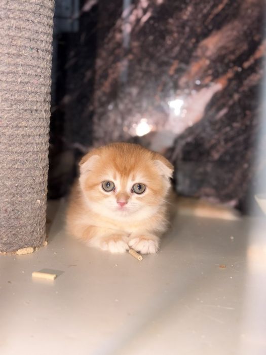Девочка Скоттиш Фолд Золотая Шиншилла