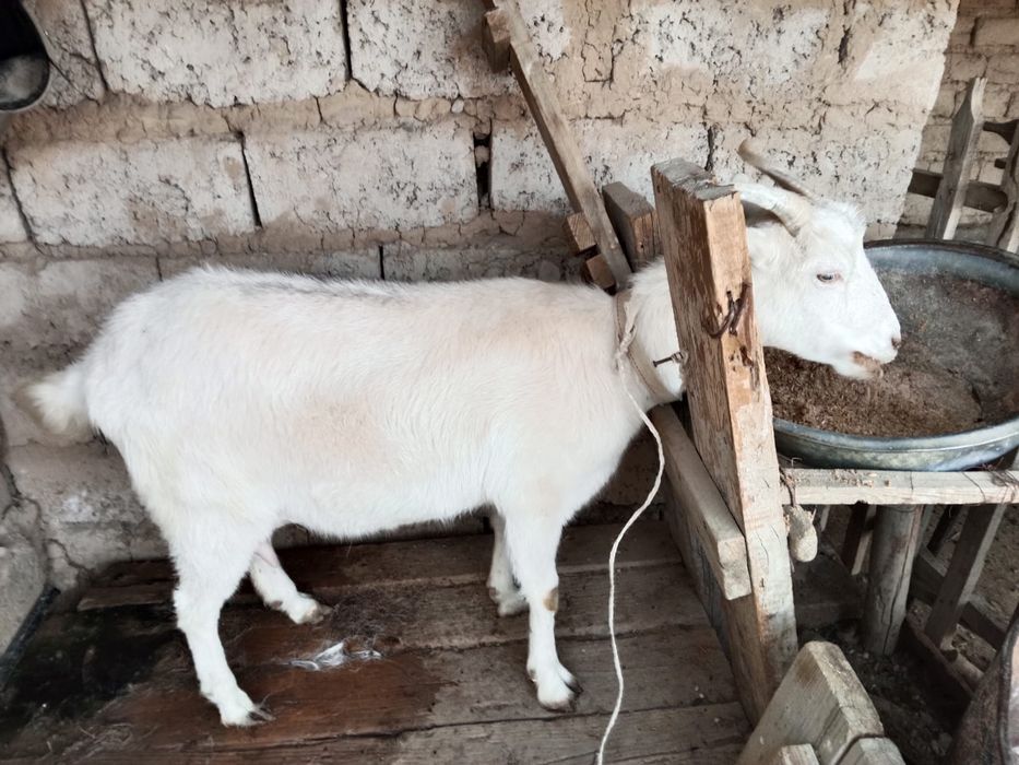 Сауын ешкі, занен, ешкы