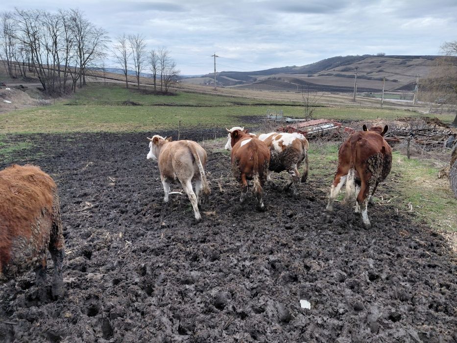 Vând vitele de un an