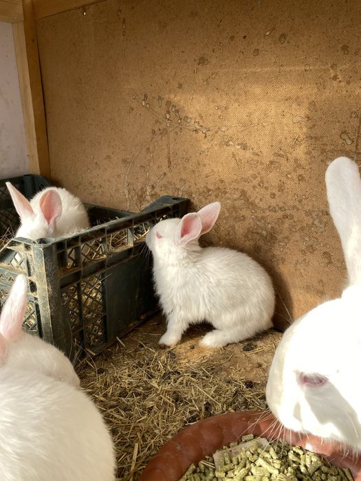 Quyon bollari sotiladi