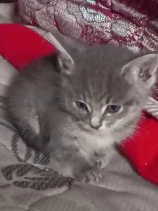 Одам котят в добрые руки,срочно