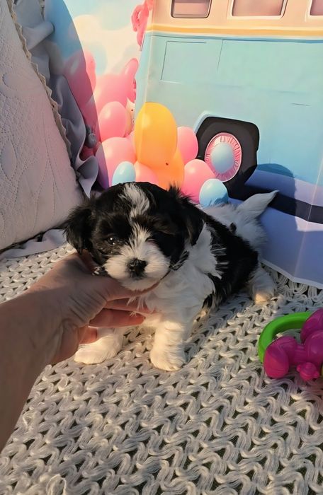 Малтипу /малтийска болонка и пудел тийкъп/