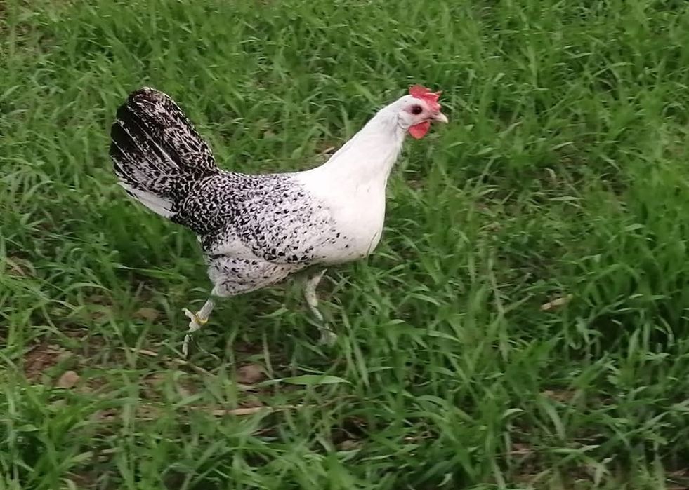 Разплодни яйца от Сребърно брезе Бантам-страхотни птици ,спокойни и ед