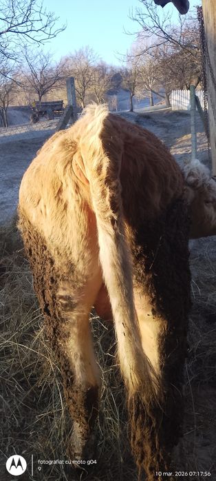 Taur de vânzare pentru monta sau abator