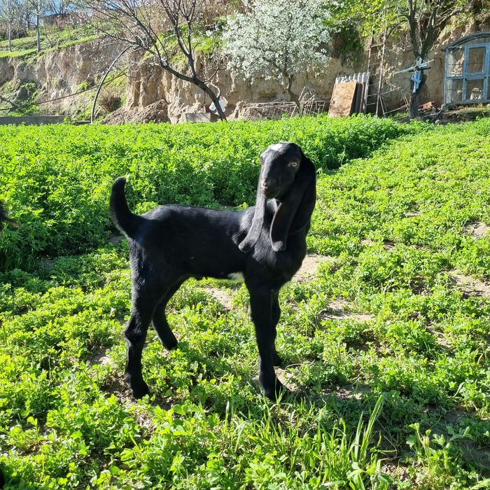 Битал такача сотилади 1 ойлик