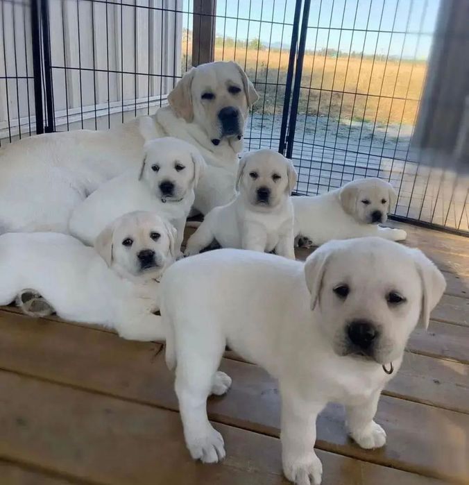 Малыши Лабрадора Ретривера!!