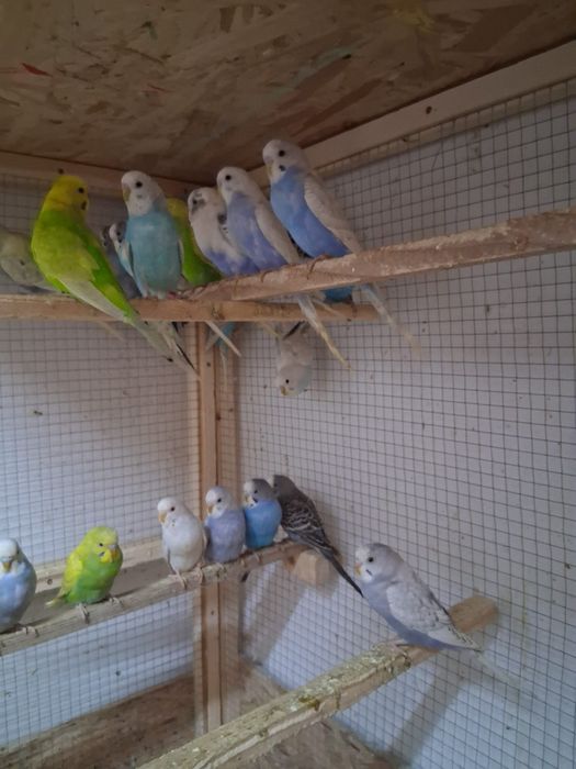 Papagali peruși de vânzare