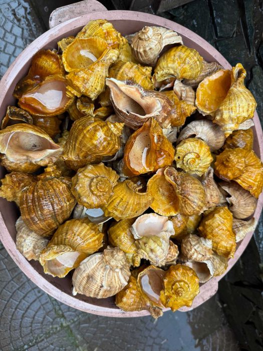 продавам лакирани рапани за домашни потреби