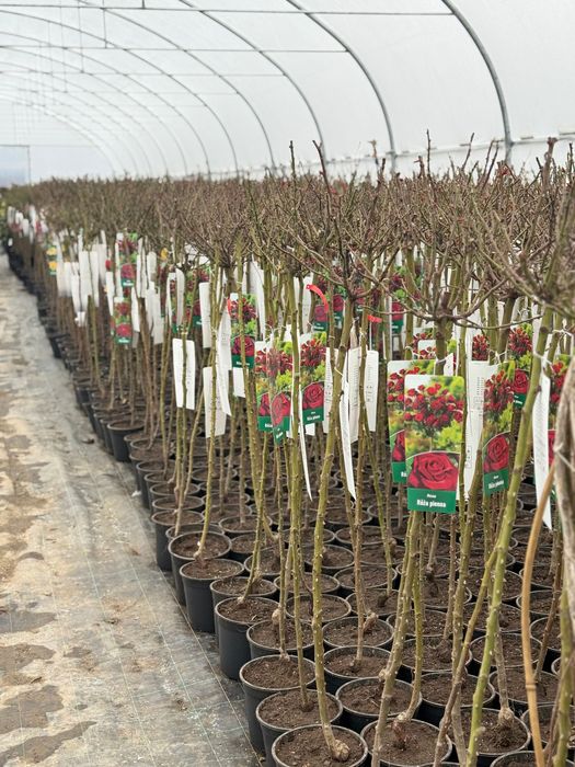 Trandafiri copac Magnoli