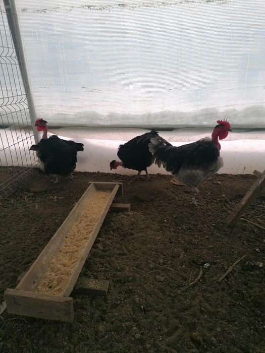 Oua de încubat din rasa sussex și gât golaș de Transilvania