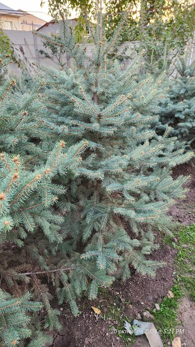 Элегантное дерево для вашего сада — Голубая ель Picea Pungens Glauca!