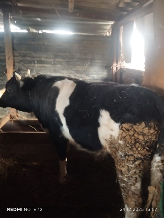 Бордақы бұқа 1,5 жасар