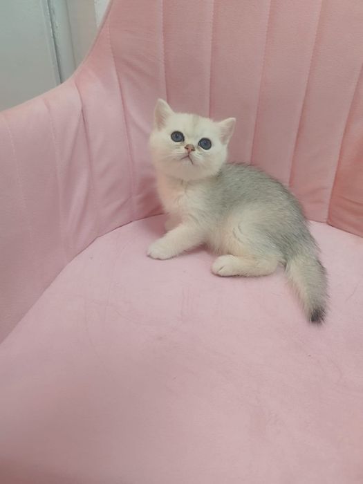 Шикарнык британские котята