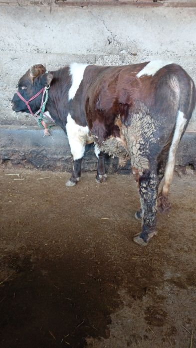 Бука сатылады семыз