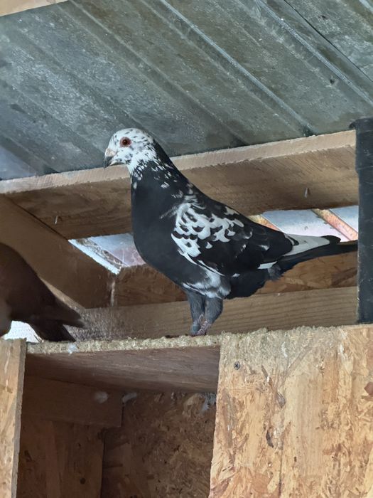 Porumbei voiajori bobati