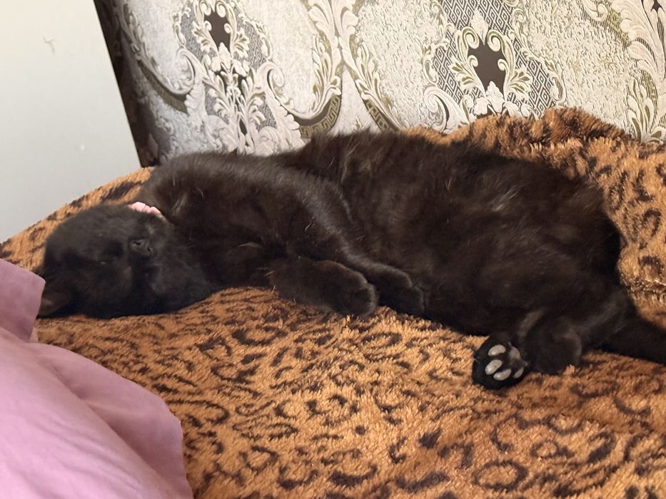 Отдам кота! Срочно