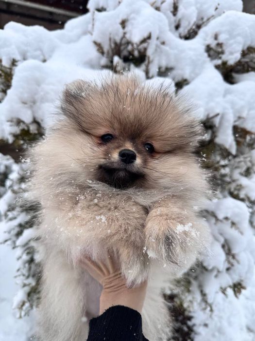 Продаются щенки малого немецкого шпица