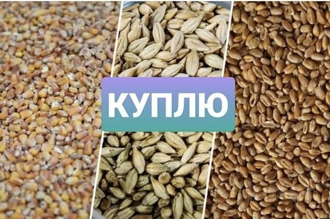 Принимаю пшеницу