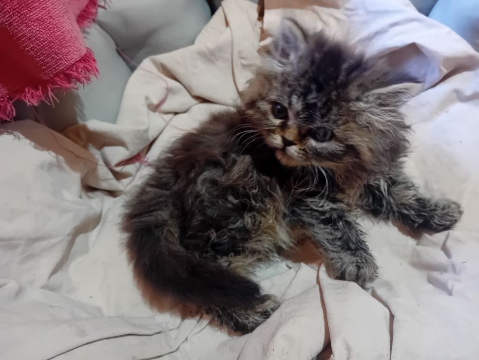 Персийски котки женски и мъжки
